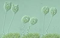 Avatar de Vorticella_sp