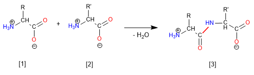amino acids 01