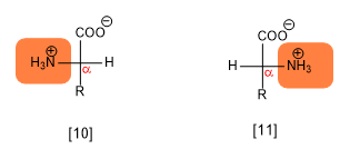 amino acids 04