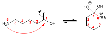 lactam-synthesis